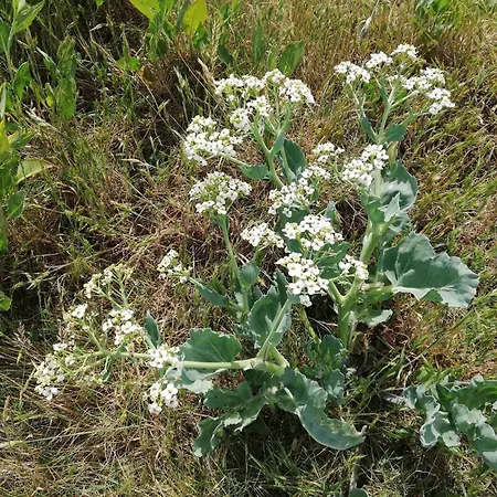 Holiday home Panoramic Retreat In Borgnaes - By Traum *